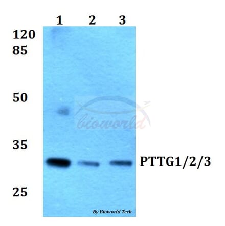 Anti-PTTG1/2/3 (L149) Antibody from Bioworld Technology (BS1909) - Antibodies.com