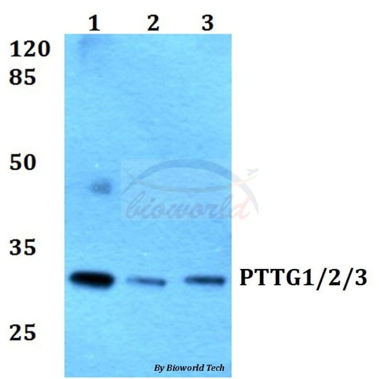 Anti-PTTG1/2/3 (L149) Antibody from Bioworld Technology (BS1909) - Antibodies.com