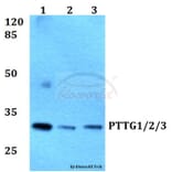 Anti-PTTG1/2/3 (L149) Antibody from Bioworld Technology (BS1909) - Antibodies.com