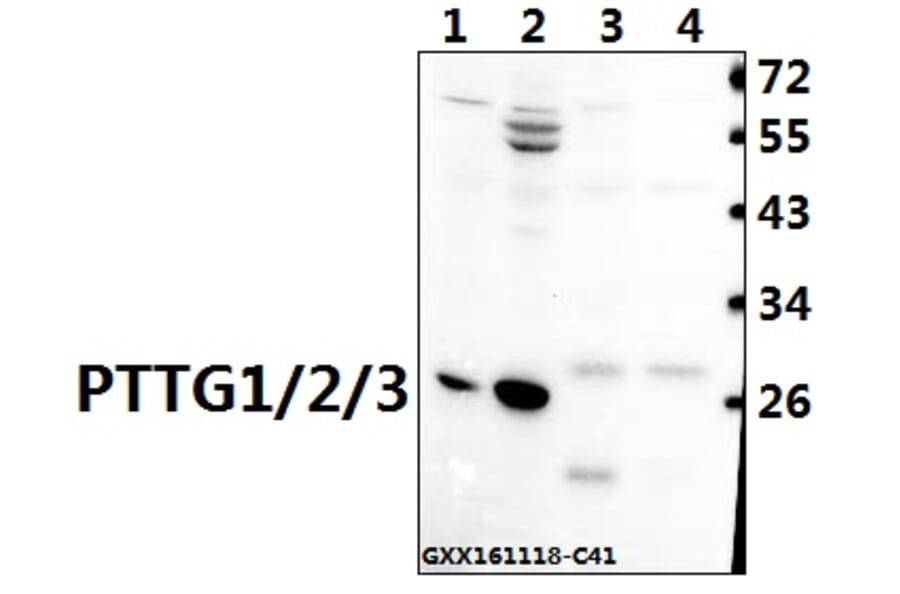Anti-PTTG1/2/3 (L149) Antibody from Bioworld Technology (BS1909) - Antibodies.com