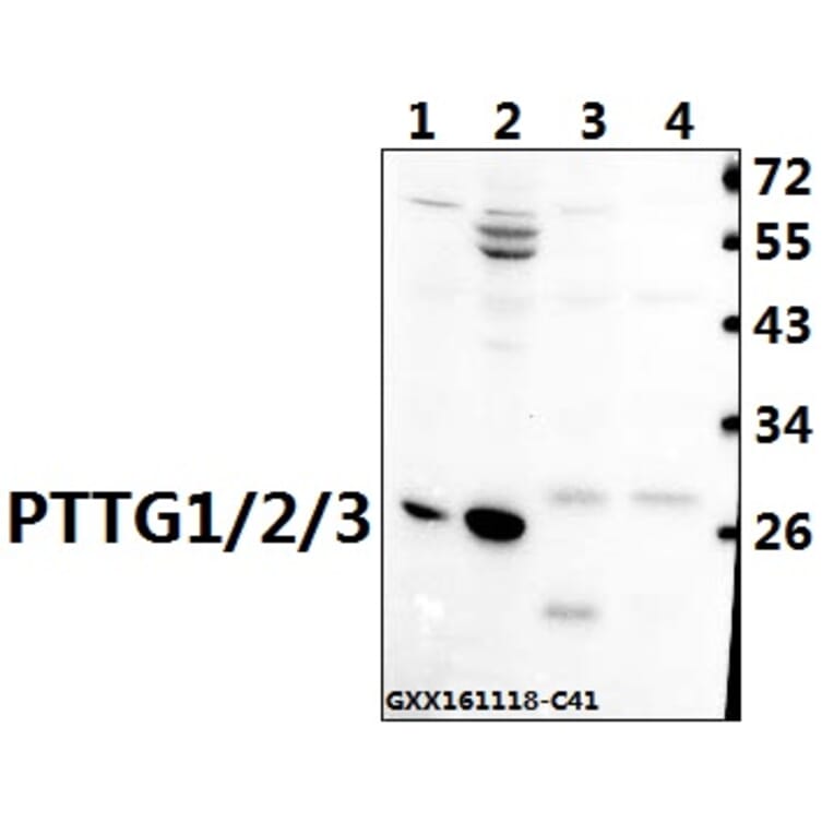 Anti-PTTG1/2/3 (L149) Antibody from Bioworld Technology (BS1909) - Antibodies.com