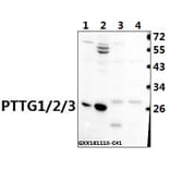 Anti-PTTG1/2/3 (L149) Antibody from Bioworld Technology (BS1909) - Antibodies.com