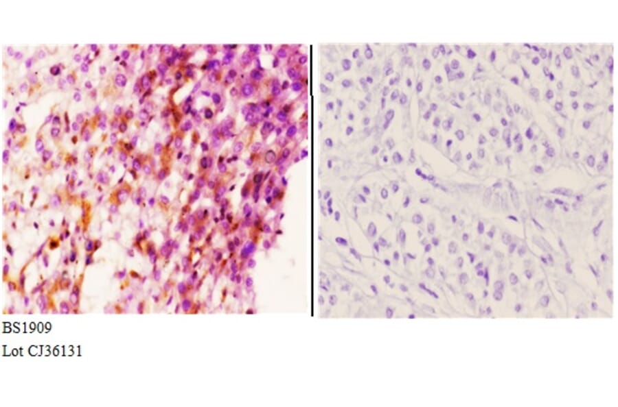 Anti-PTTG1/2/3 (L149) Antibody from Bioworld Technology (BS1909) - Antibodies.com