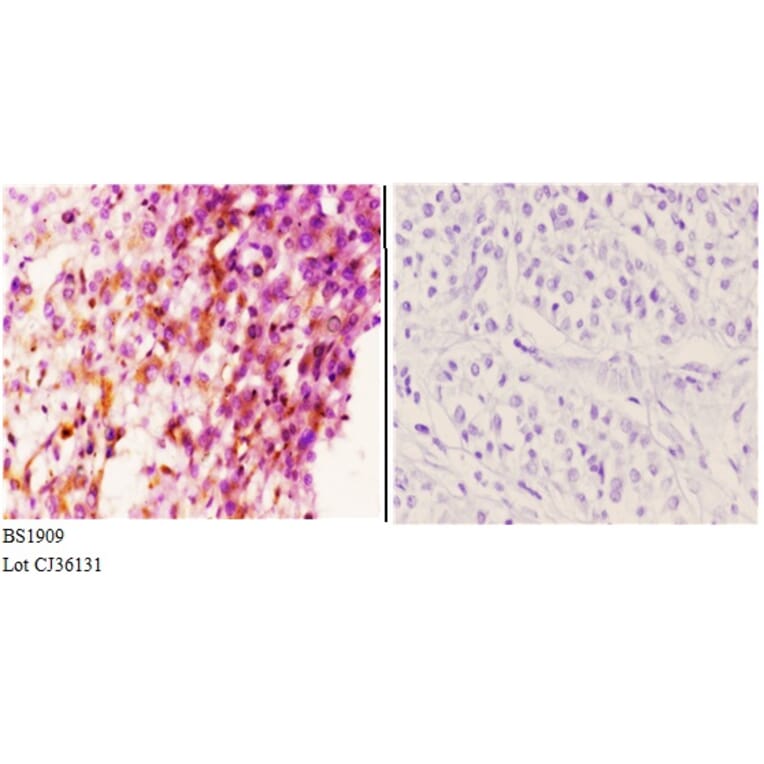 Anti-PTTG1/2/3 (L149) Antibody from Bioworld Technology (BS1909) - Antibodies.com