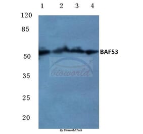 Anti-BAF53 (W237) Antibody from Bioworld Technology (BS1910) - Antibodies.com