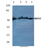 Anti-BAF53 (W237) Antibody from Bioworld Technology (BS1910) - Antibodies.com