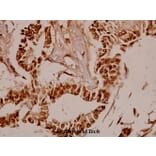 Anti-BAF53 (W237) Antibody from Bioworld Technology (BS1910) - Antibodies.com
