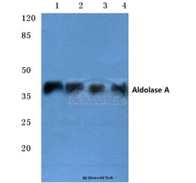 Anti-Aldolase A (T9) Antibody from Bioworld Technology (BS1912) - Antibodies.com