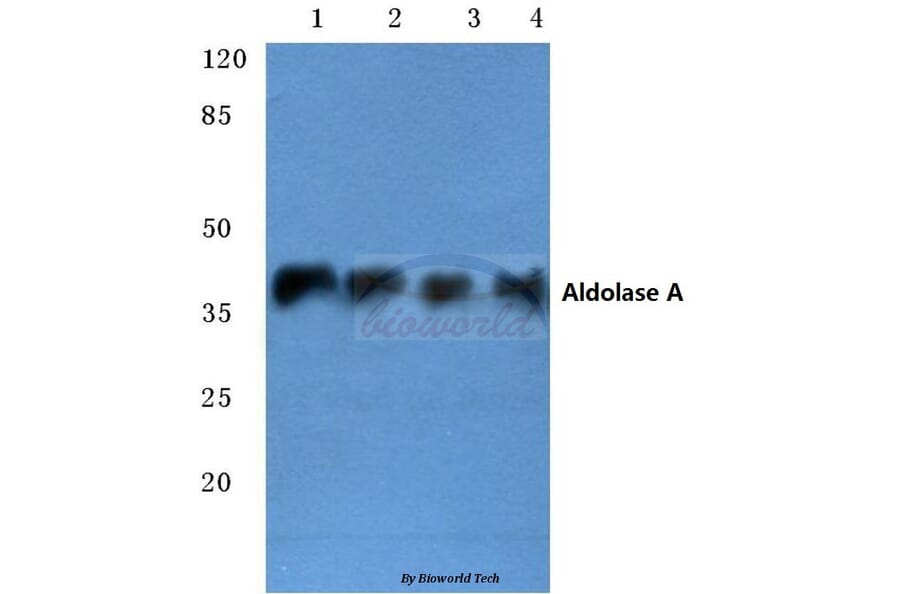 Anti-Aldolase A (T9) Antibody from Bioworld Technology (BS1912) - Antibodies.com