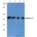 Anti-Aldolase A (T9) Antibody from Bioworld Technology (BS1912) - Antibodies.com