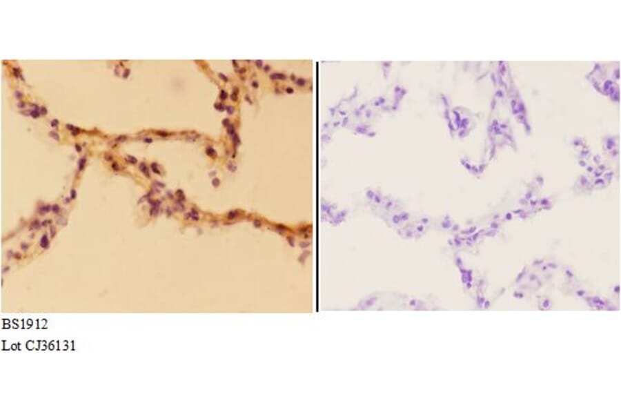 Anti-Aldolase A (T9) Antibody from Bioworld Technology (BS1912) - Antibodies.com