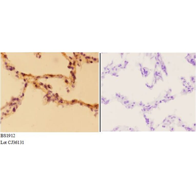 Anti-Aldolase A (T9) Antibody from Bioworld Technology (BS1912) - Antibodies.com