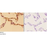 Anti-Aldolase A (T9) Antibody from Bioworld Technology (BS1912) - Antibodies.com