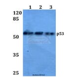Anti-p53 (L330) Antibody from Bioworld Technology (BS1913) - Antibodies.com