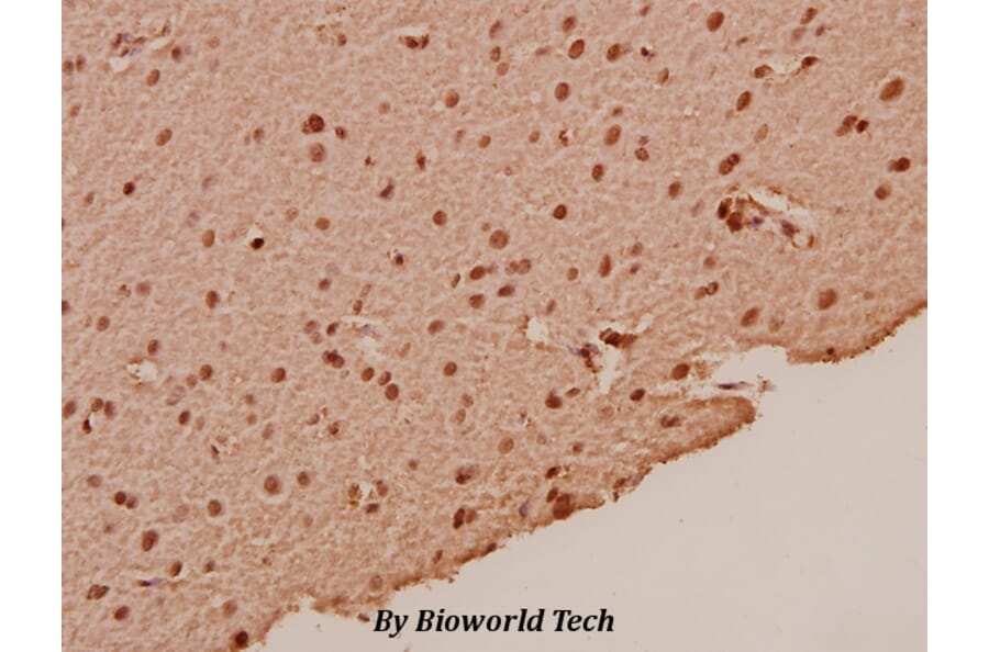 Anti-p53 (L330) Antibody from Bioworld Technology (BS1913) - Antibodies.com