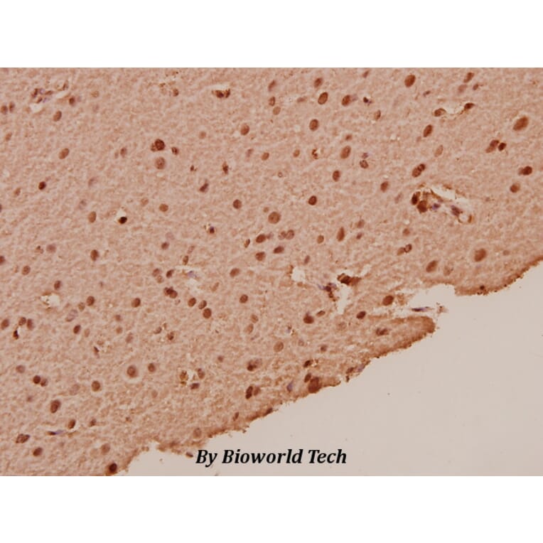 Anti-p53 (L330) Antibody from Bioworld Technology (BS1913) - Antibodies.com