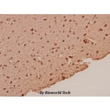Anti-p53 (L330) Antibody from Bioworld Technology (BS1913) - Antibodies.com