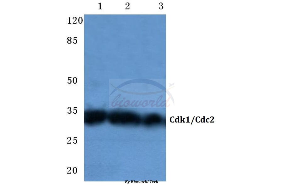 Anti-Cdk1/Cdc2 (N133) Antibody from Bioworld Technology (BS1914) - Antibodies.com