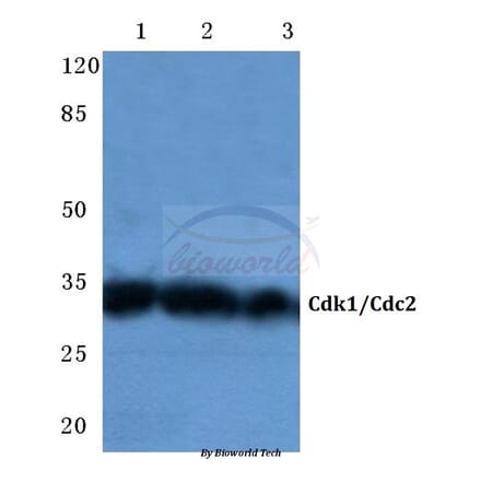 Anti-Cdk1/Cdc2 (N133) Antibody from Bioworld Technology (BS1914) - Antibodies.com