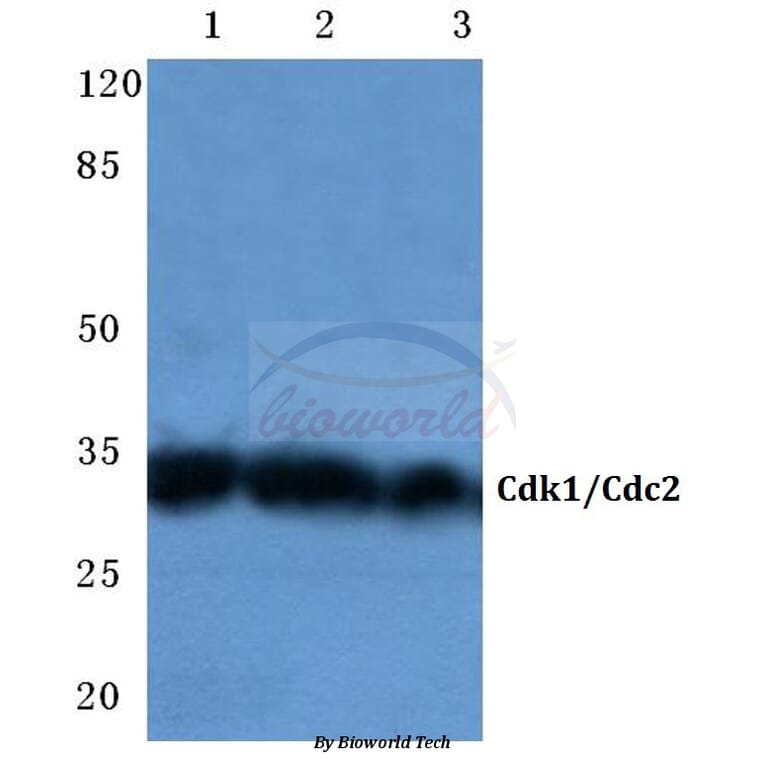 Anti-Cdk1/Cdc2 (N133) Antibody from Bioworld Technology (BS1914) - Antibodies.com