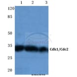 Anti-Cdk1/Cdc2 (N133) Antibody from Bioworld Technology (BS1914) - Antibodies.com
