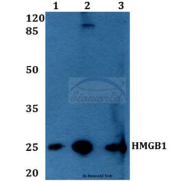 Anti-HMGB1 (A164) Antibody from Bioworld Technology (BS1918) - Antibodies.com
