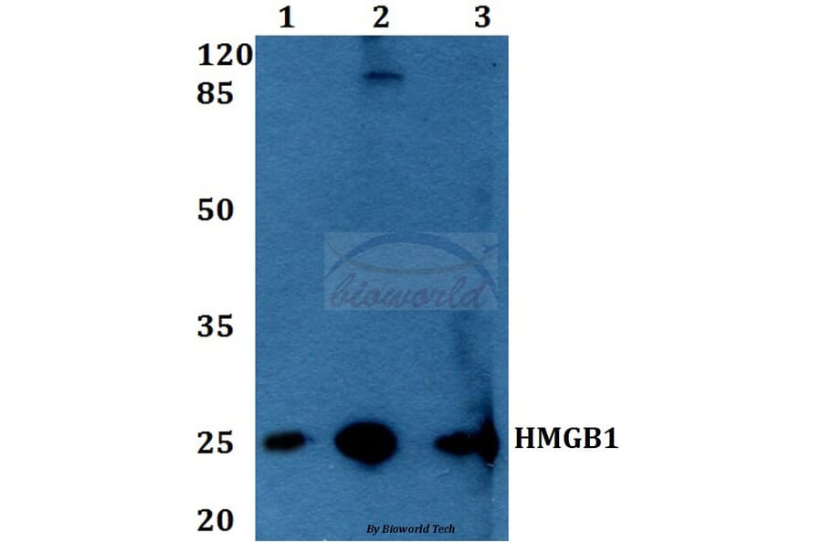 Anti-HMGB1 (A164) Antibody from Bioworld Technology (BS1918) - Antibodies.com