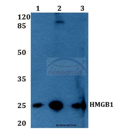 Anti-HMGB1 (A164) Antibody from Bioworld Technology (BS1918) - Antibodies.com