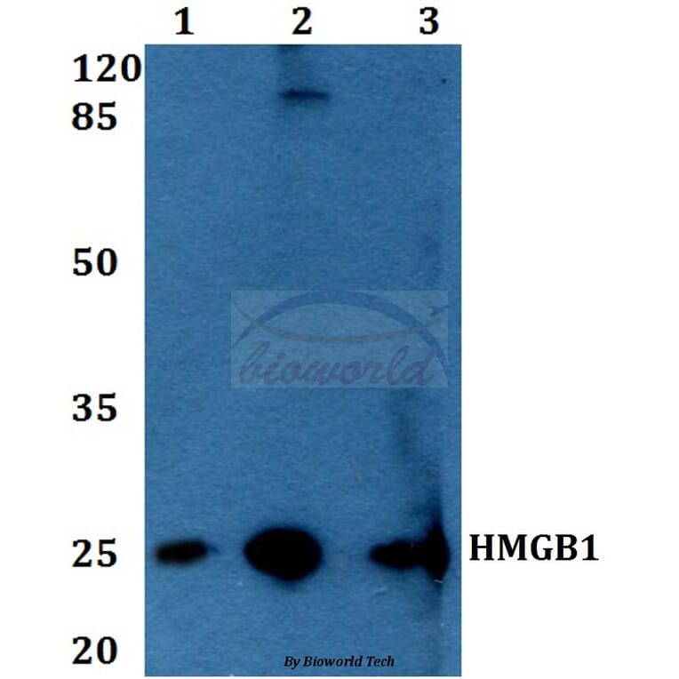 Anti-HMGB1 (A164) Antibody from Bioworld Technology (BS1918) - Antibodies.com