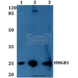 Anti-HMGB1 (A164) Antibody from Bioworld Technology (BS1918) - Antibodies.com