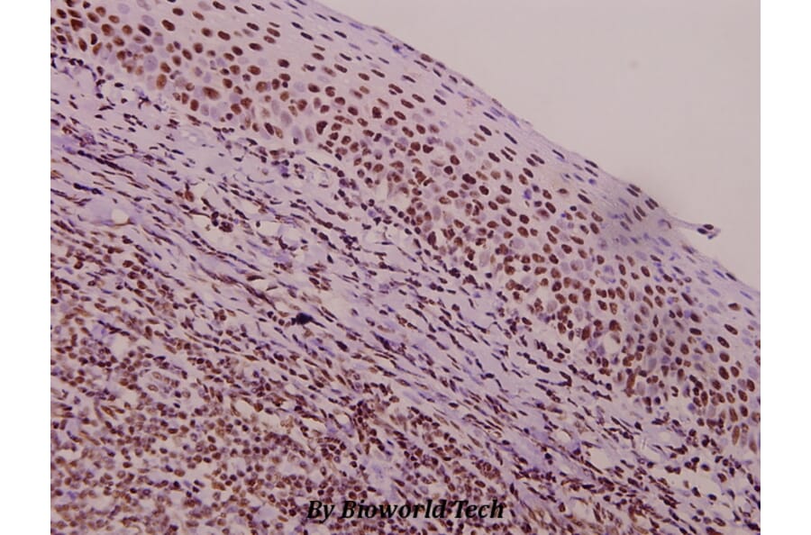 Anti-TROP-2 (F167) Antibody from Bioworld Technology (BS1920) - Antibodies.com
