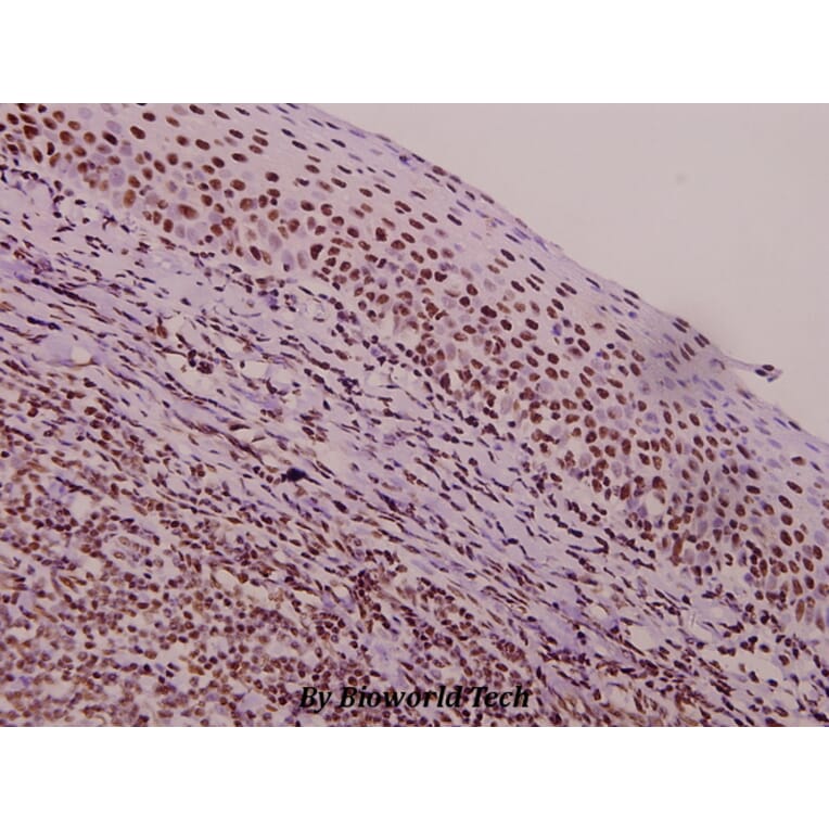 Anti-TROP-2 (F167) Antibody from Bioworld Technology (BS1920) - Antibodies.com