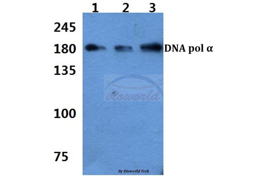 Anti-DNA pol α (K111) Antibody from Bioworld Technology (BS1922) - Antibodies.com