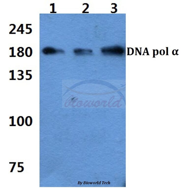 Anti-DNA pol α (K111) Antibody from Bioworld Technology (BS1922) - Antibodies.com