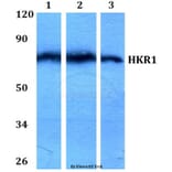 Anti-HKR1 (W154) Antibody from Bioworld Technology (BS1923) - Antibodies.com