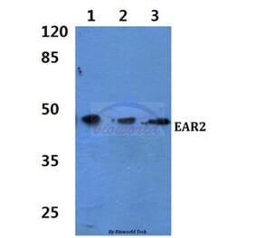 Anti-EAR2 (S40) Antibody from Bioworld Technology (BS1925) - Antibodies.com