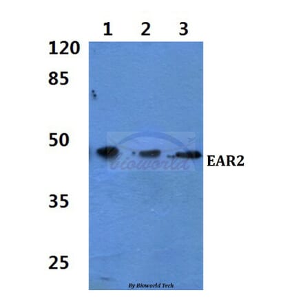 Anti-EAR2 (S40) Antibody from Bioworld Technology (BS1925) - Antibodies.com