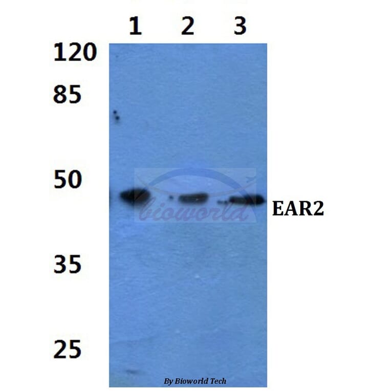 Anti-EAR2 (S40) Antibody from Bioworld Technology (BS1925) - Antibodies.com