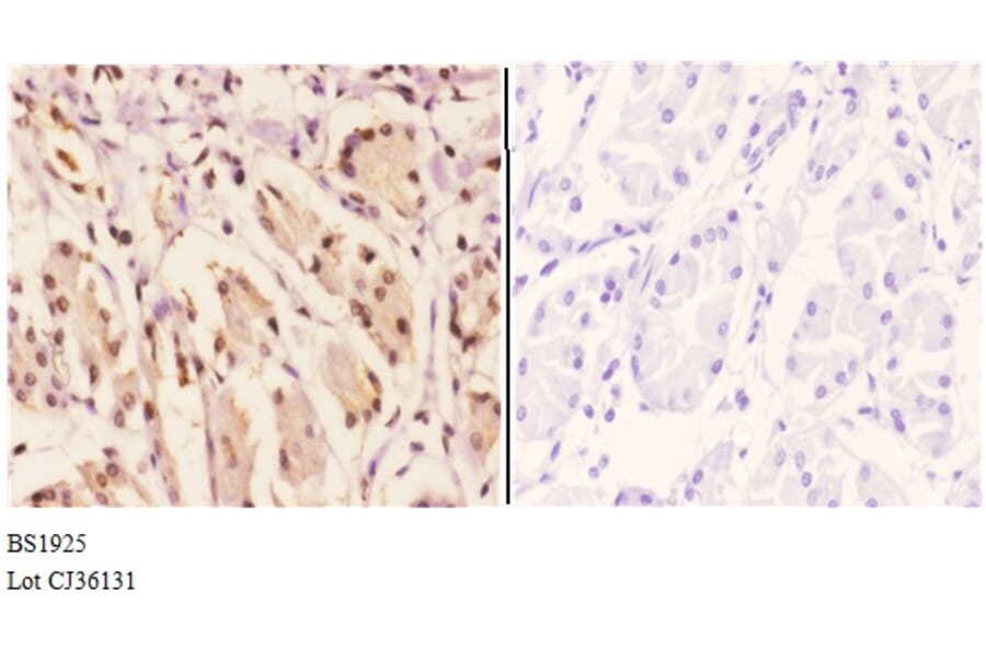 Anti-EAR2 (S40) Antibody from Bioworld Technology (BS1925) - Antibodies.com
