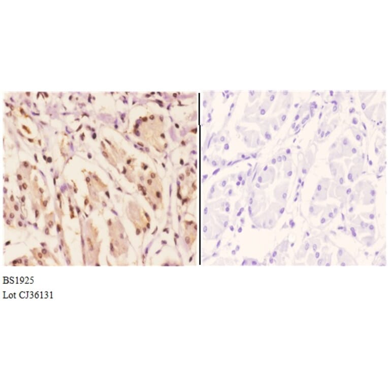 Anti-EAR2 (S40) Antibody from Bioworld Technology (BS1925) - Antibodies.com