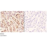 Anti-EAR2 (S40) Antibody from Bioworld Technology (BS1925) - Antibodies.com