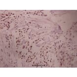Anti-PKA Iα reg (Q304) Antibody from Bioworld Technology (BS1926) - Antibodies.com