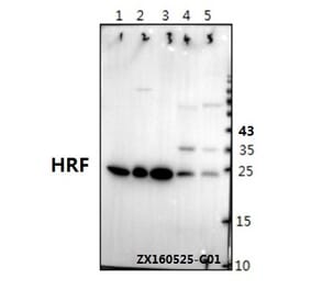 Anti-HRF (K100) Antibody from Bioworld Technology (BS1928) - Antibodies.com