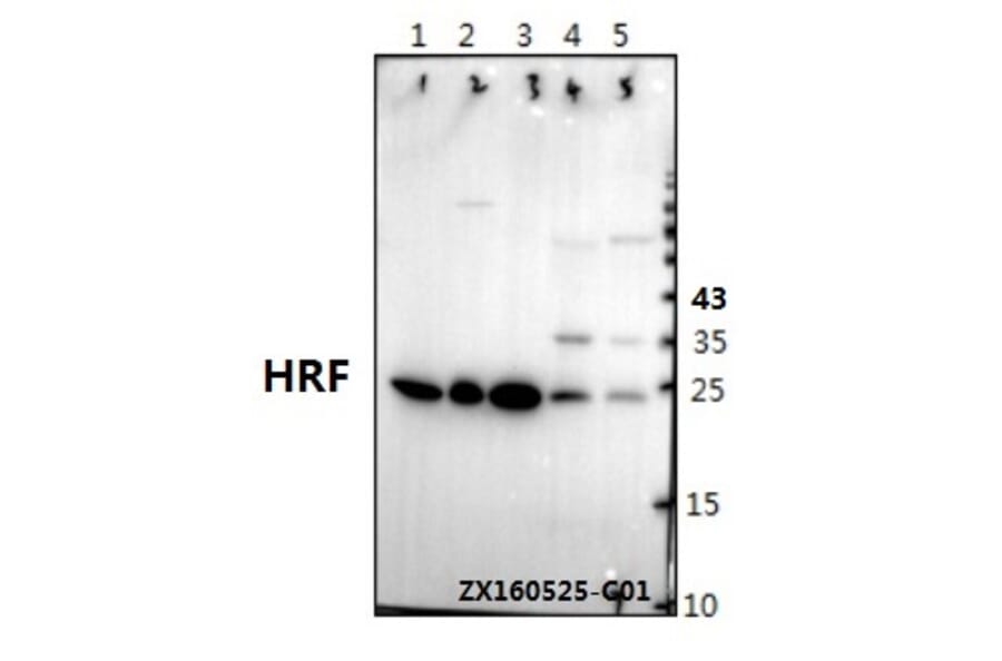Anti-HRF (K100) Antibody from Bioworld Technology (BS1928) - Antibodies.com