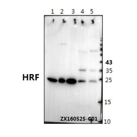 Anti-HRF (K100) Antibody from Bioworld Technology (BS1928) - Antibodies.com