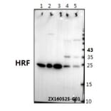 Anti-HRF (K100) Antibody from Bioworld Technology (BS1928) - Antibodies.com