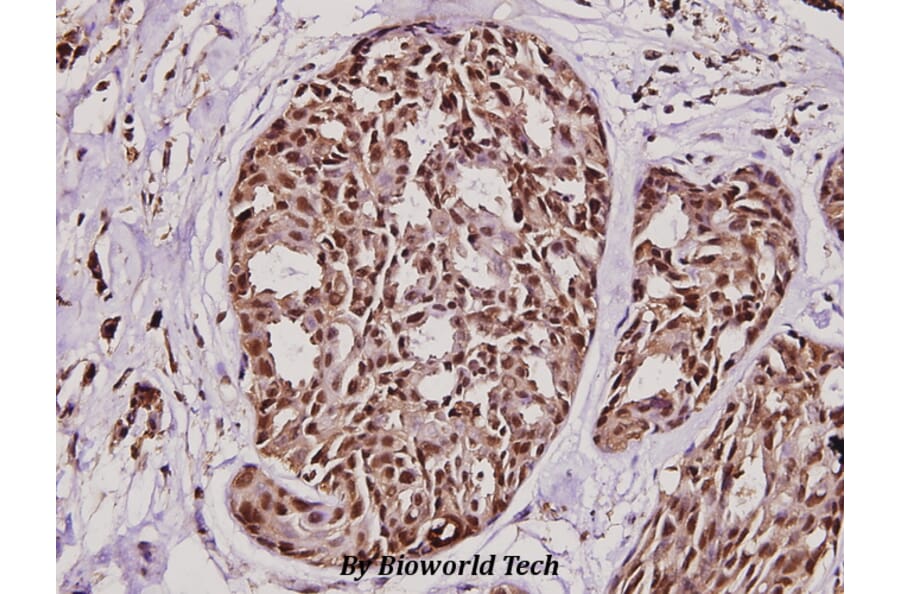 Anti-HRF (K100) Antibody from Bioworld Technology (BS1928) - Antibodies.com