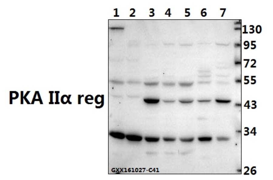 Anti-PKA IIα reg (P68) Antibody from Bioworld Technology (BS1929) - Antibodies.com