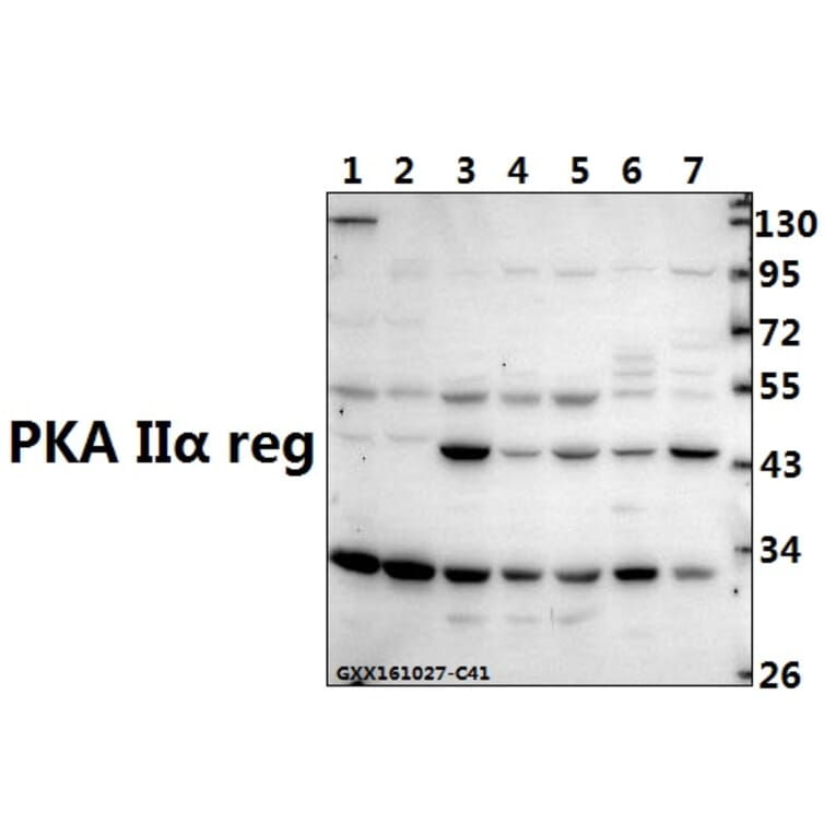 Anti-PKA IIα reg (P68) Antibody from Bioworld Technology (BS1929) - Antibodies.com