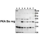 Anti-PKA IIα reg (P68) Antibody from Bioworld Technology (BS1929) - Antibodies.com